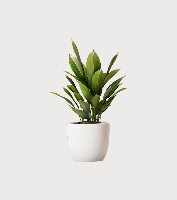 Decor Plant